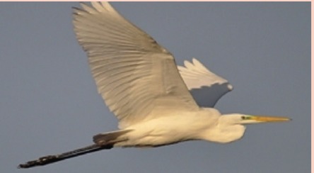 Grote zilverreiger
